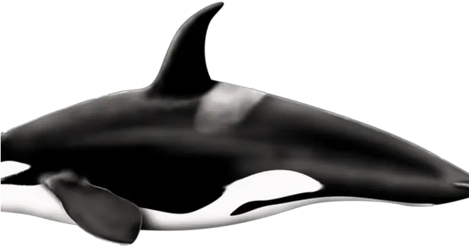 Whale Png Free Download Arts Killer Whale Transparent Killer Png