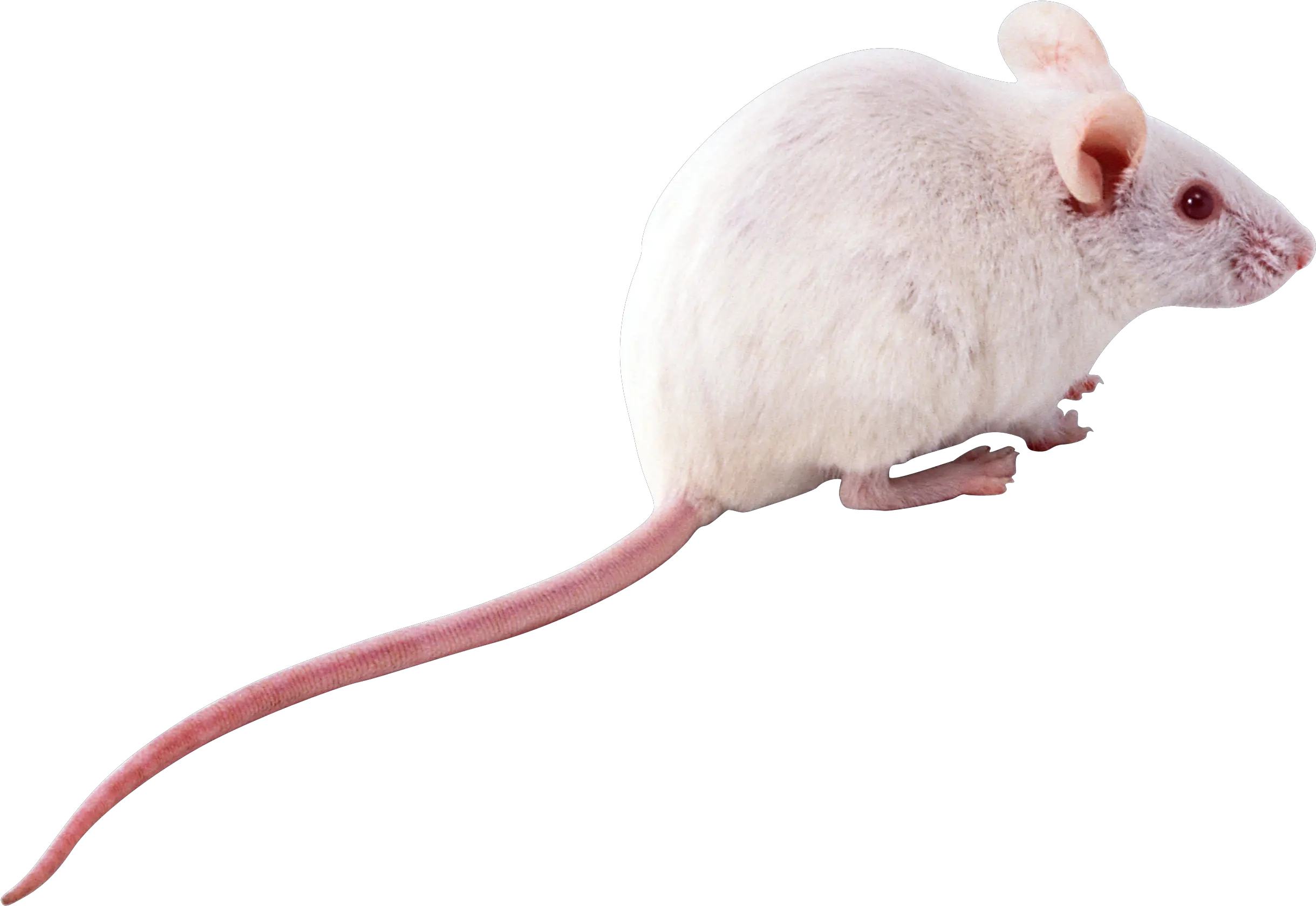 Rat Mouse Png Icon Web Icons Mouse Animal Mouse Png