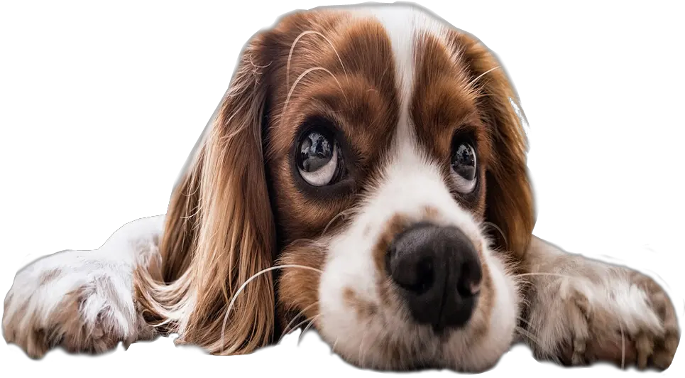 Sad Puppy Eyes Transparent Background Png Image Free Puppy With Transparent Background Eyes Transparent