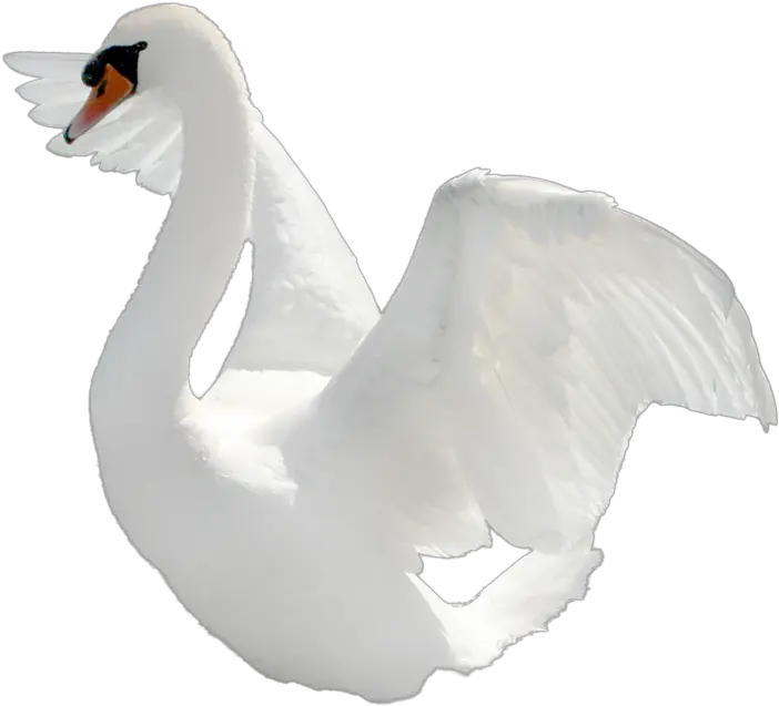 Swan Icon Png Swan Hd Png Transparent Background Swan Png