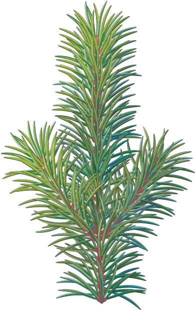 Download Pine Tree Branch Western Yew Png Pine Tree Branch Png