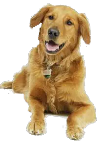 Clipart Dog Png