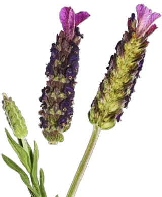 Fine Lavender Essential Oils For Skincare Decléor English Lavender Png Lavender Png