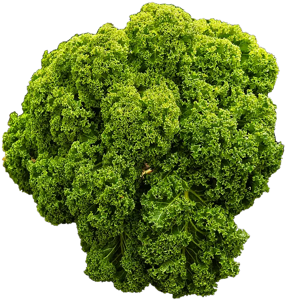 Cabbage Png Kale Brown Cabbage Krauskohl Kohl Ruffled Curly Kale Transparent Background Cabbage Png