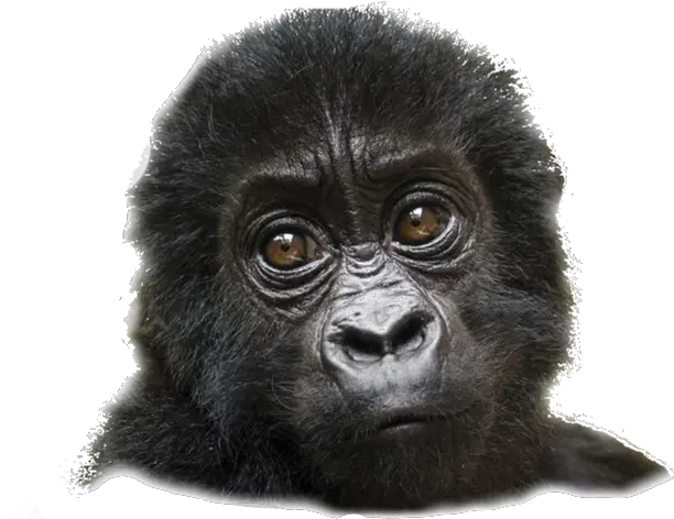 Home Langur Png Gorilla Png