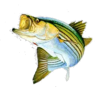 Bass Fish Png Stripped 41462 Free Icons And Png Fish Bass Png Fishing Png