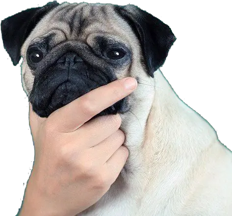 Thinkingpug Discord Emoji Thinking Pug Png Pug Png