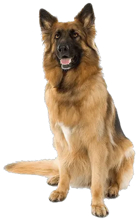 Dog Png