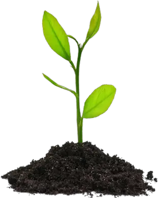 Plant Growing Transparent U0026 Png Clipart Free Download Ywd Seed Plant Png Plant Transparent Background