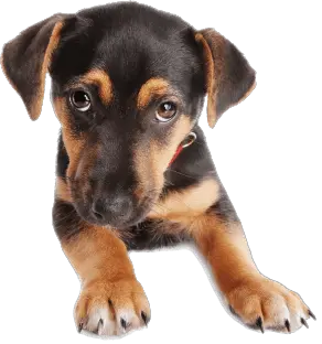 Dogs Cartoon Png