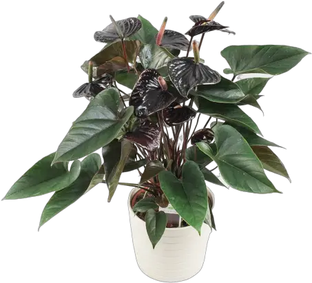 Black Beauty Anthurium Andreanum Black Love Png Plant Transparent