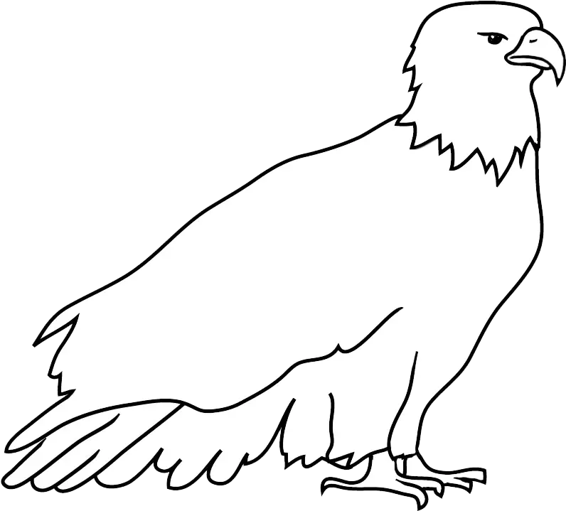 Bald Eagle Drawings Outline Of Eagle Png Bald Eagle Transparent