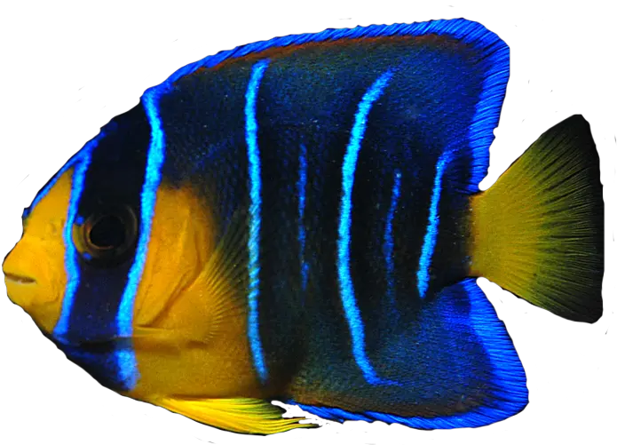 Ocean Fish Png Transparent Clipart Angelfish Png Ocean Transparent Background