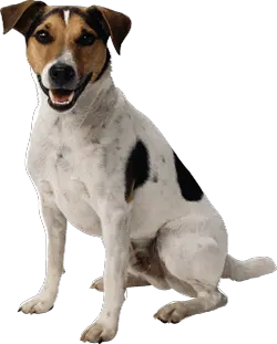 Dog Clipart Png