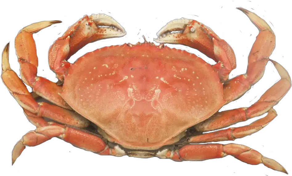 Dungeness Crab Png Picture 548707 Dung 2126528 Png Dungeness Crab Png Crab Png