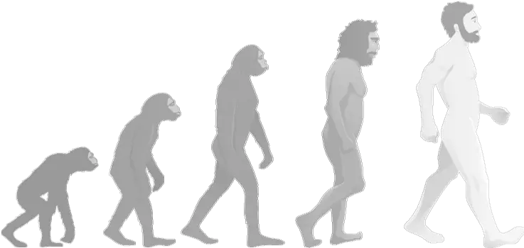 Walking Upright Seminar Paper Evolution Of Business Timeline Png Evolution Png