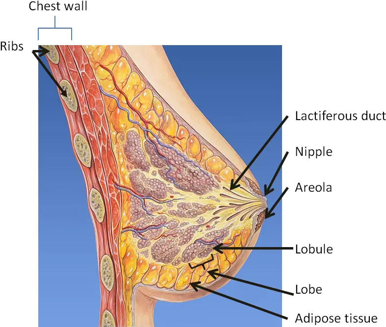 Download Hd Breast Anatomy Anatomy Cross Section Of Breast Png Nipple Png