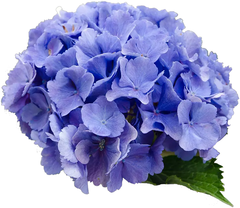Flower Hydrangea Blue Transparent Background Hydrangea Flower Png Hydrangea Png