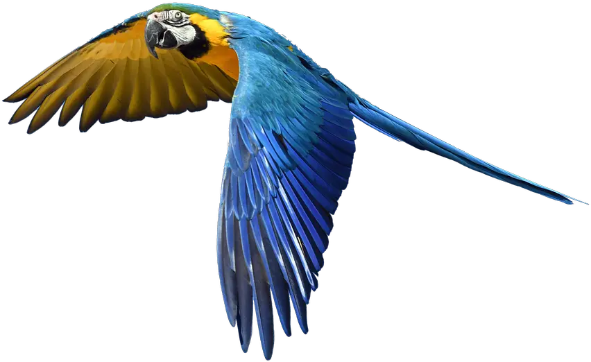 Fly Parrot Transparent Background Flying Parrot Png Parrot Transparent