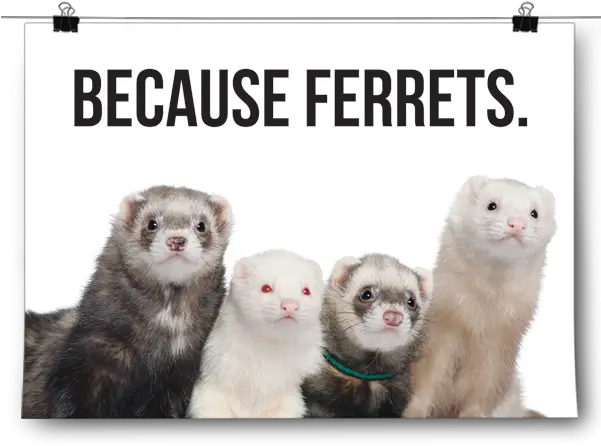 Ferret Png Ferret Colors Ferret Png