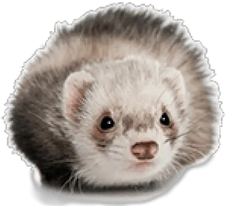 Download Free Png Ferret Transparent Ferret Ferret Png