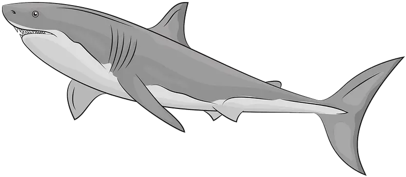 Great White Shark Clipart Great White Shark Clipart Png Shark Clipart Png
