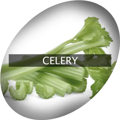 Celery Indigrowcom Cruciferous Vegetables Png Celery Png