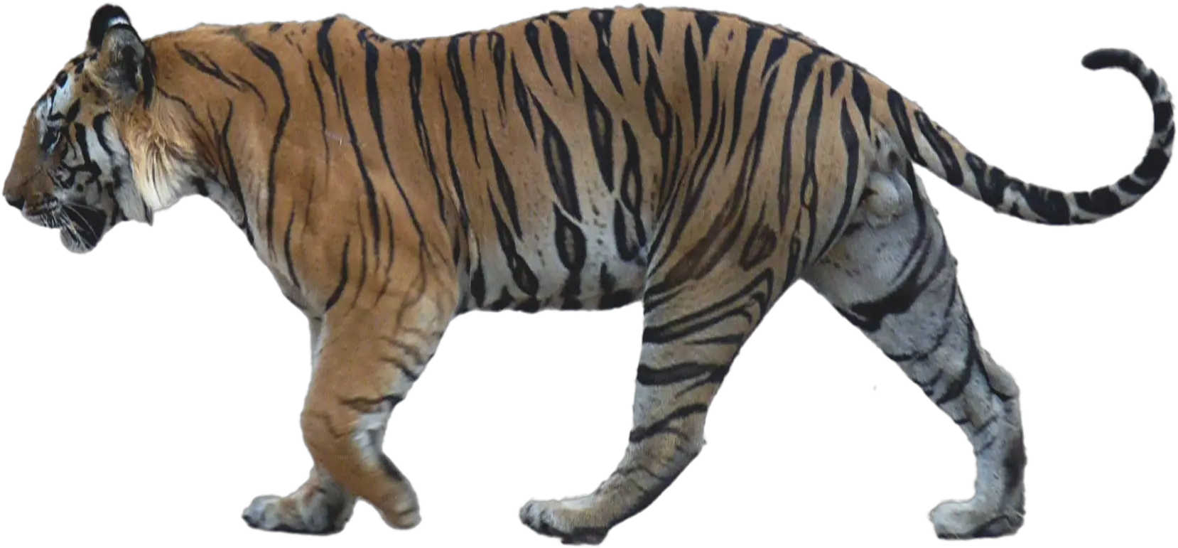 Walking Tiger Png Image Background Arts Tiger Side View Png Tiger Png