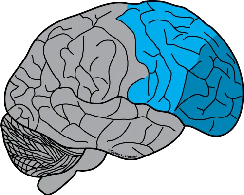 Human Brain Casey Henley Phd Lobulo Frontal Png Brain Clipart Transparent