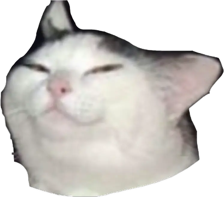 Smug Cat Meme Transparent Cat Meme Sticker Png Meme Transparent