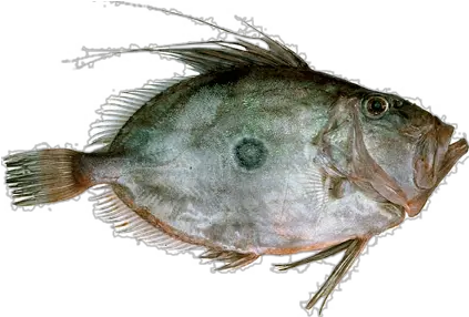 Johndory Sole Png Dory Png