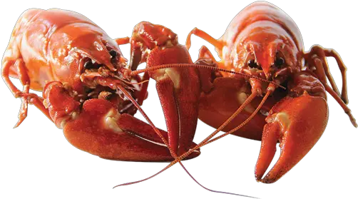 Circle M Crawfish Real Lobsters Holding Claws Png Crawfish Png