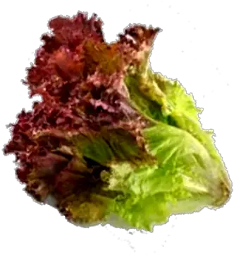 Red Leaf Red Leaf Lettuce Png Lettuce Transparent