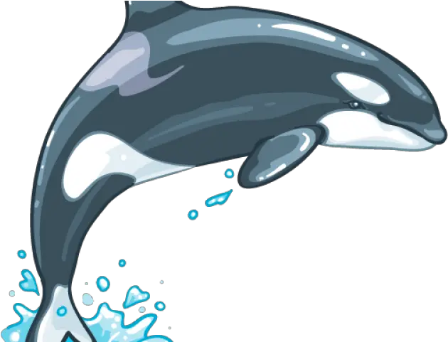 Killer Whale Png Transparent Images 13 800 X 499 Killer Png