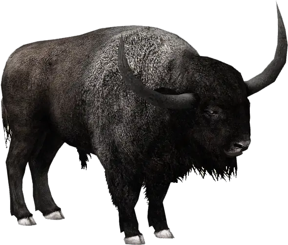 Download Free Png Bison File Bison Png Bison Png