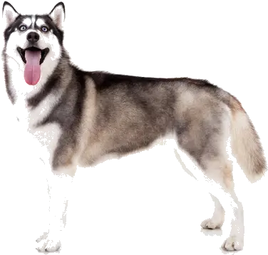 Husky Traditional Transparent Png Siberian Husky Husky Png