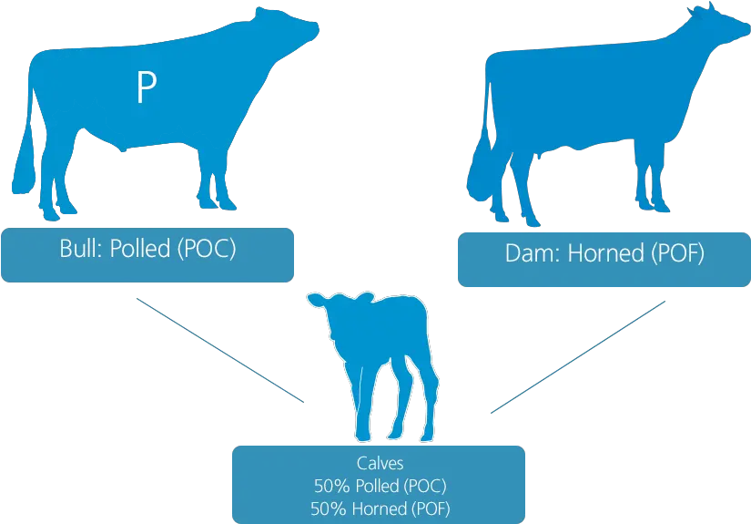 Polled Bulls Are Gaining Popularity Vikinggenetics Polled Bulls Png Bull Transparent