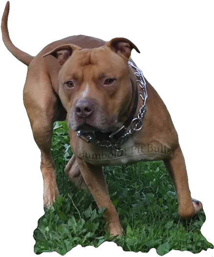 American Pit Bull Studapbt Woods Snooty Pit Bull Png Pitbull Png