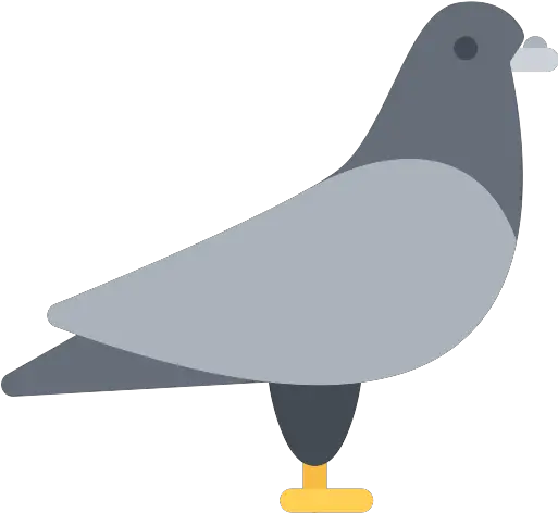 Dove Pigeon Png Icon Rock Dove Pigeon Png