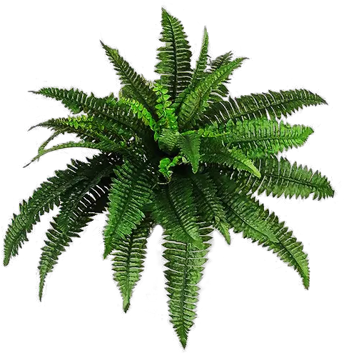 Download Free Plants Png Pic Icon Favicon Freepngimg Transparent Fern Plant Png Fern Icon