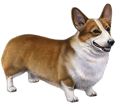 Pembroke Welsh Corgi Facts Pembroke Welsh Corgis Teeth Png Corgi Transparent