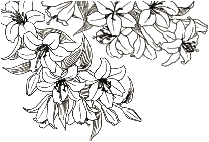 Flower Drawings Transparent Flower Aesthetic Line Art Png Flowers Transparent Tumblr