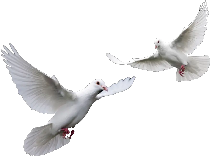 Doves Wedding Png Transparent Doves Png Dove Png
