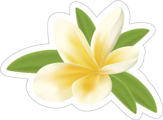 Pretty Plumeria Flower Sticker Frangipani Png Plumeria Flower Png