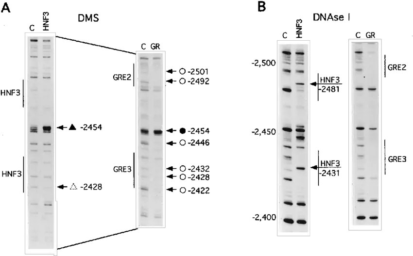 Comparative Analysis Of The In Vitro Footprints Hnf3 And Number Png Footprints Transparent