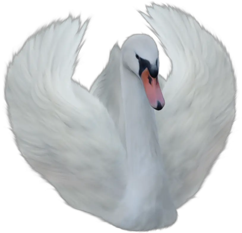 Angel Swan Png Transparent Swan Png Swan Png