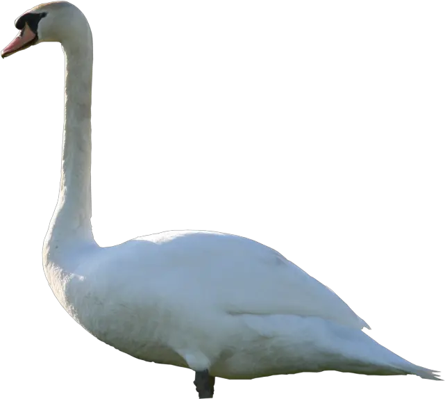 Swan Png Transparent Background Image Mute Swan Png Swan Png