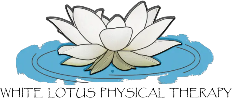 White Lotus Physical Therapy Sacred Lotus Png Lotus Png