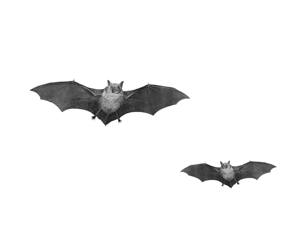 Flying Bats Png Image Real Bats Png Bats Png