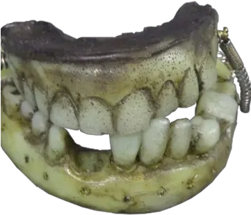 George Washingtonu0027s Teeth Warehouse 13 Wiki Fandom Horizontal Png Tooth Png